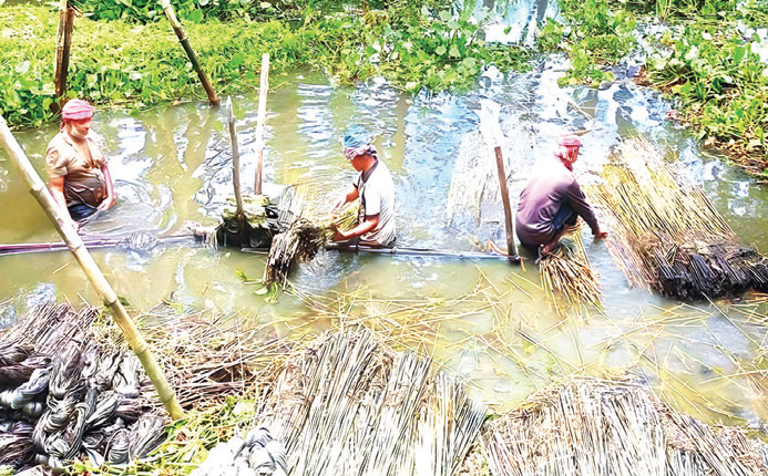 দাম নিয়ে শঙ্কায় চাষিরা