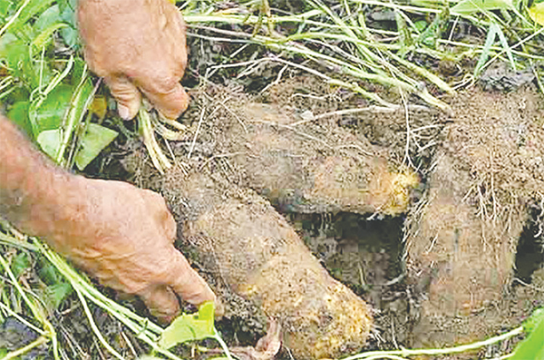 জনপ্রিয়তা পাচ্ছে ‘গাছ আলু’ চাষ!