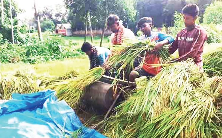 কুমিল্লায় আউশের ফলনে কৃষকের মুখে হাসি