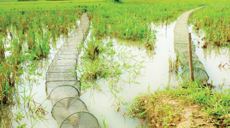 মধুপুরে নিষিদ্ধ জালের থাবায় হুমকির মুখে মাছ ও জীববৈচিত্র্য