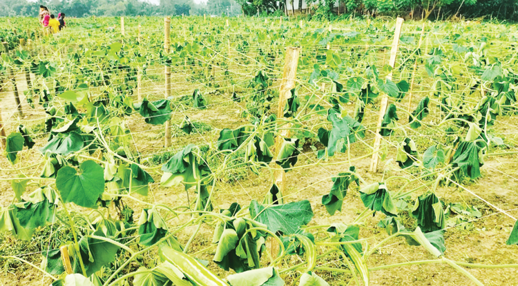 শেরপুরে সবজি ক্ষেতের সঙ্গে শত্রুতা!