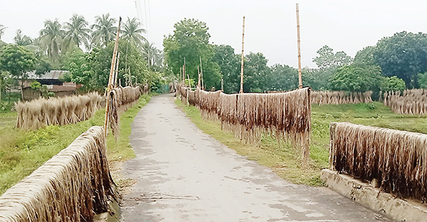 কুষ্টিয়ায় কাঙ্ক্ষিত দাম না পেয়ে দুশ্চিন্তায় চাষিরা