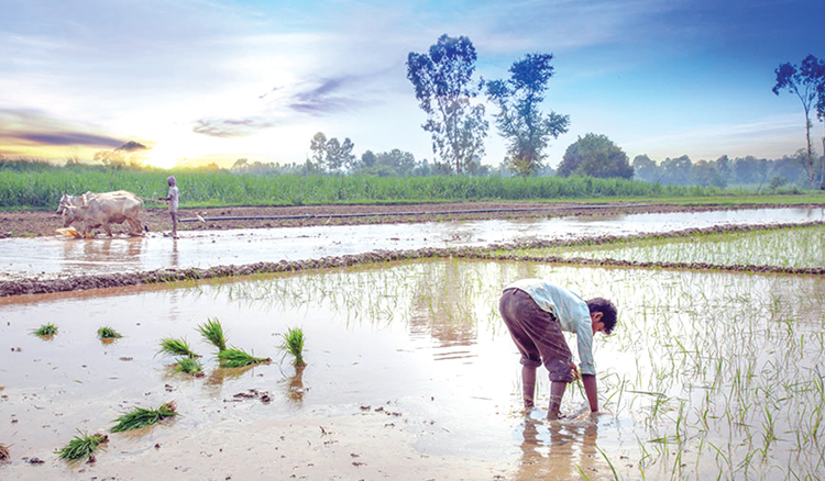 তিন-চতুর্থাংশ খাদ্য উৎপাদন করেও গ্রামের ৮০% মানুষ গরিব