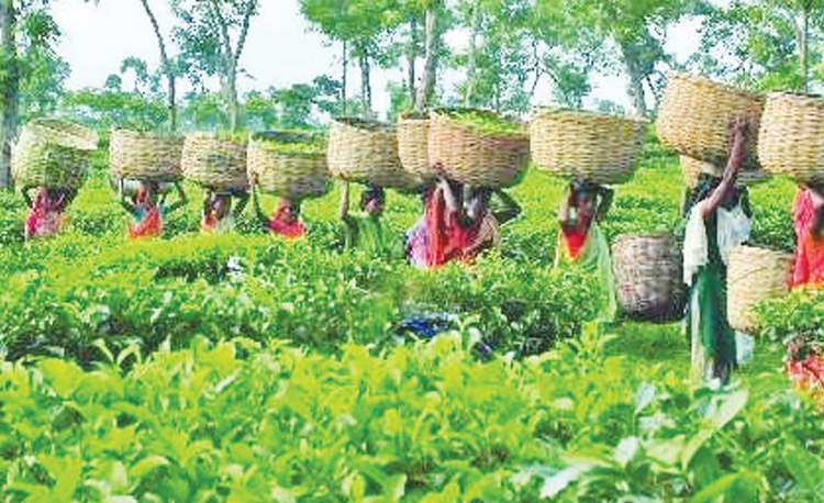 বাগান বন্ধ হওয়ার আশঙ্কা