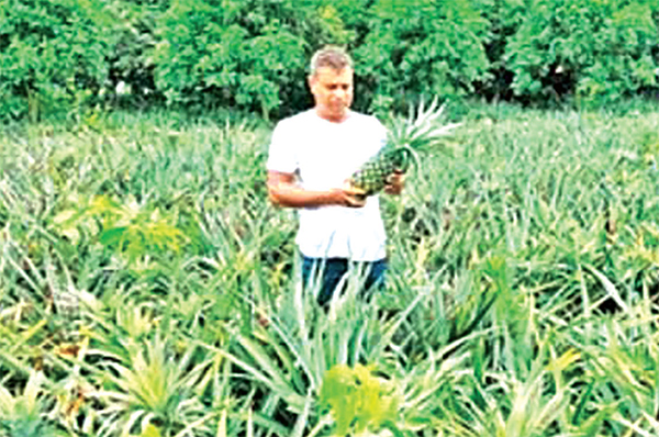 ফুলবাড়ীতে আনারস চাষ করে নূরুন্নবীর সফলতা