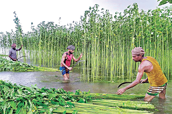 টাঙ্গাইলে পাটের বাম্পার ফলন