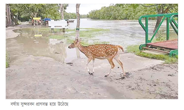 প্রাচুর্যে ভরে উঠেছে সুন্দরবন