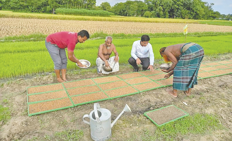 ট্রেতে চারা লাগানোর দিকে ঝুঁকছেন কুমিল্লার চাষিরা