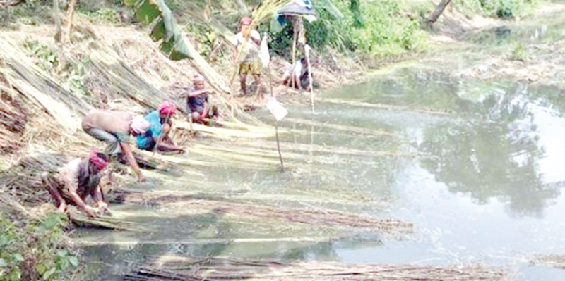 রাজশাহীতে পাট জাগ দিতে পুকুর ভাড়া