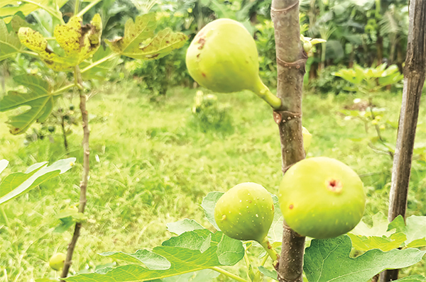 শেরপুরে চাষ হচ্ছে ত্বীন ফল