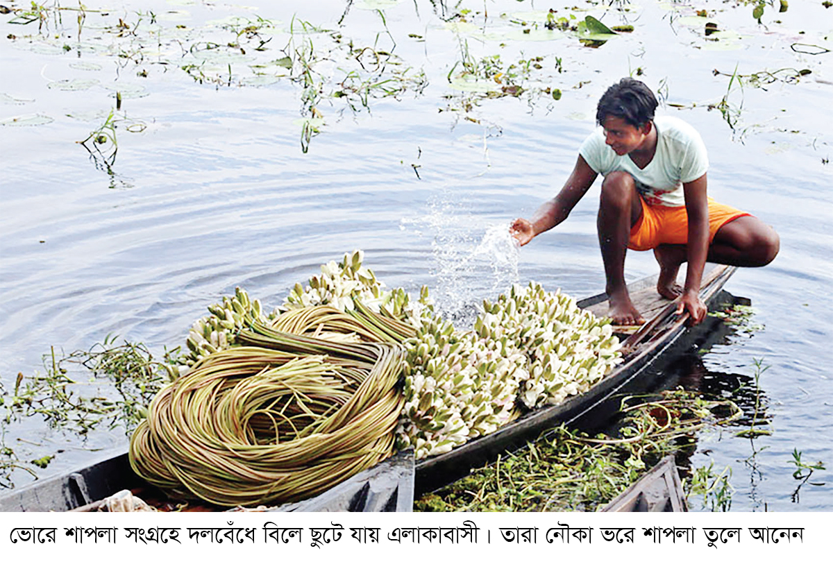 বিলের শাপলায় সংসার চলে দরিদ্র মানুষের