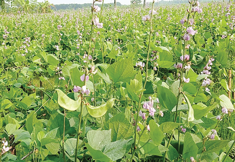 বাজারে আসছে শিমের নতুন জাত ‘রূপভান’