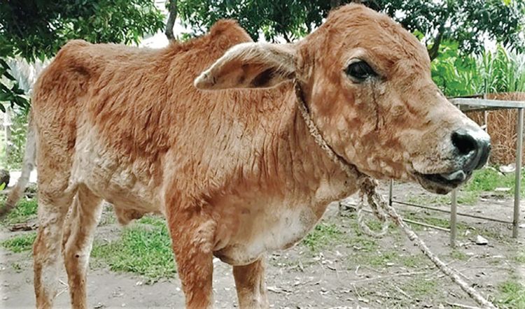 নীলফামারীতে ল্যাম্পি স্কিন রোগের প্রকোপ