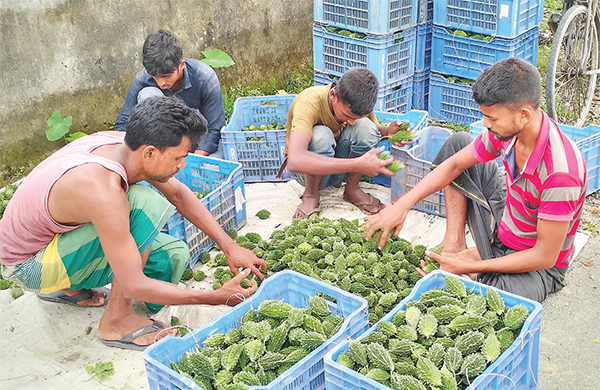 খানসামায় করলার বাম্পার ফলন