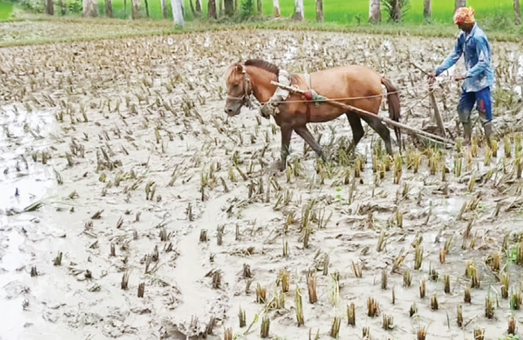 ঘোড়া দিয়ে হালচাষ!