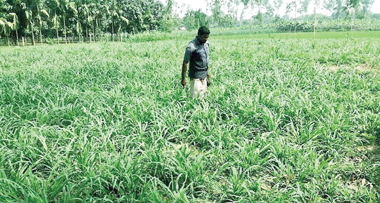 রংপুরে বেড়েছে নেপিয়ার ঘাসের চাষ ও চাহিদা