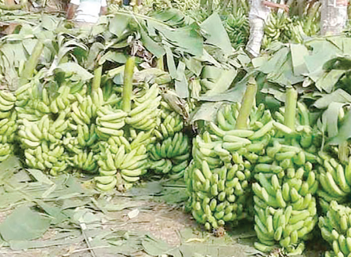 মোরেলগঞ্জে কলার বাম্পার ফলন