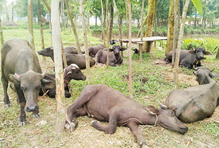 হালুয়াঘাট সীমান্তে ভারতীয় ২১ মহিষ জব্দ