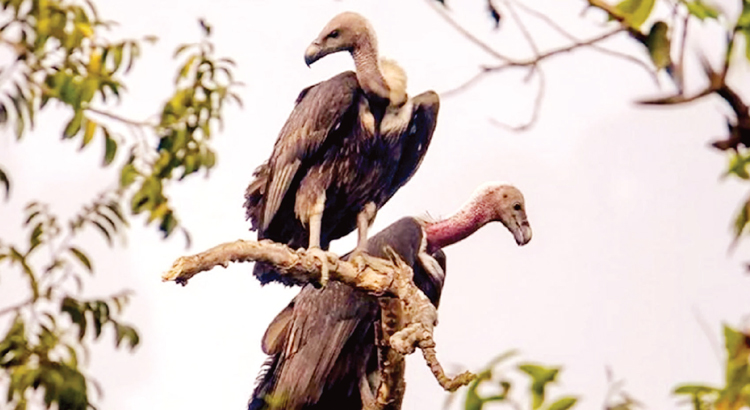 প্রকৃতির ‘পরিচ্ছন্নতা কর্মী’ শকুন