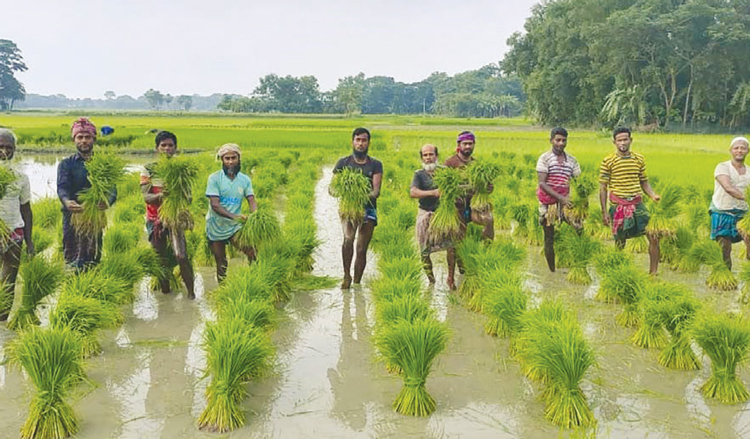 মোরেলগঞ্জে আমন আবাদে ব্যস্ত কৃষক