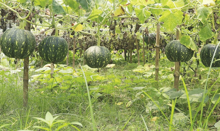 গ্রীষ্মকালীন সবজির ভালো দাম পেয়ে খুশি চাষিরা