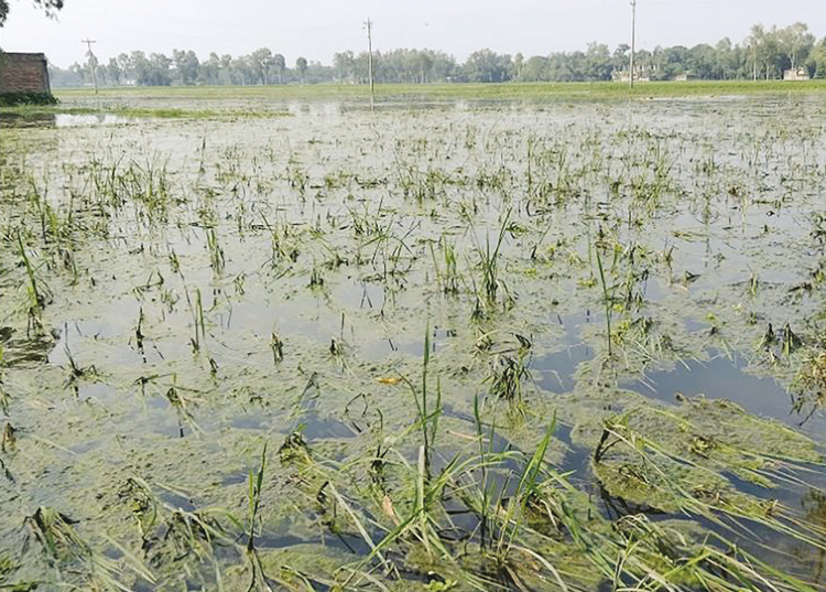 প্রভাবশালীর বাধায় ৫০ একর আমনের ক্ষেত নষ্টের পথে