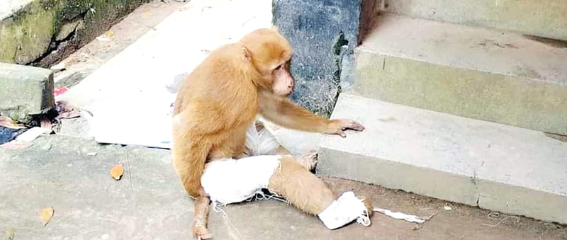 চিকিৎসা নিতে নিজেই হাসপাতালে এলো অসুস্থ বানর