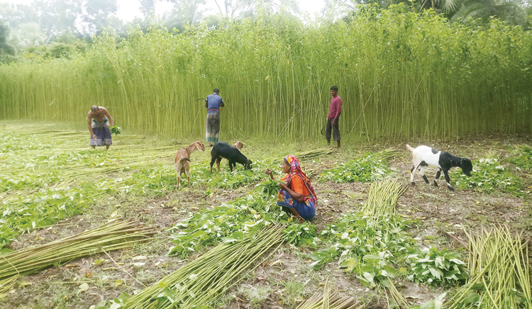 কেশবপুরে পাটের বাম্পার ফলন