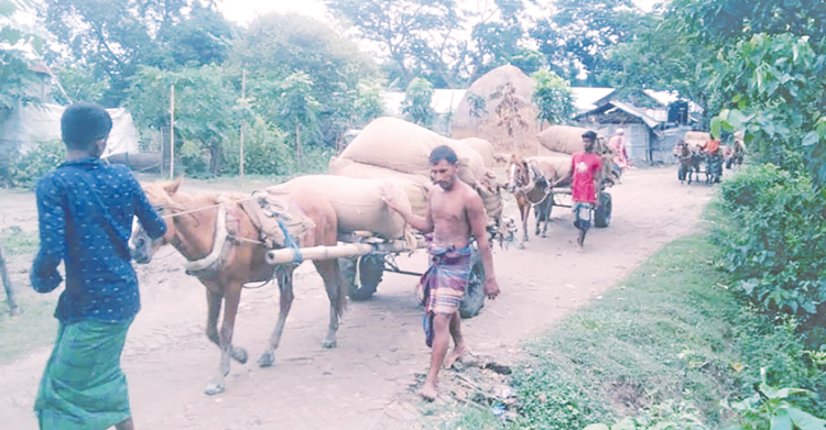 নেত্রকোণায় ঘোড়ার গাড়ির কদর বাড়ছে