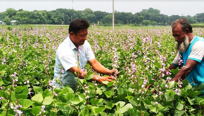 পাবনায় আগাম শিম আবাদ, ভালো দাম পাওয়ায় খুশি চাষিরা 