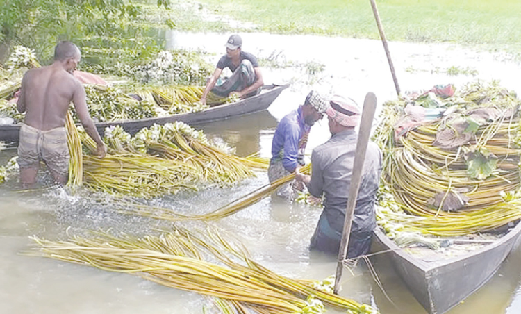 মুন্সীগঞ্জে বিকল্প আয়ের উৎস শাপলা