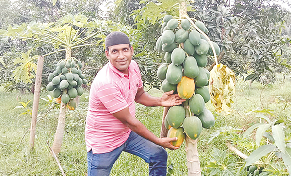 পেঁপে চাষে সফল মিরসরাইয়ের মান্নান