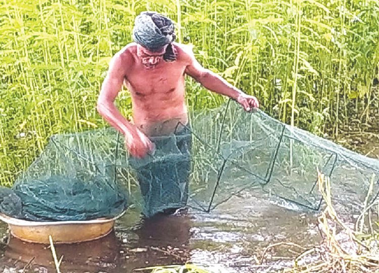 তিতাসে নিষিদ্ধ চায়না জালের অবাধ বিচরণ