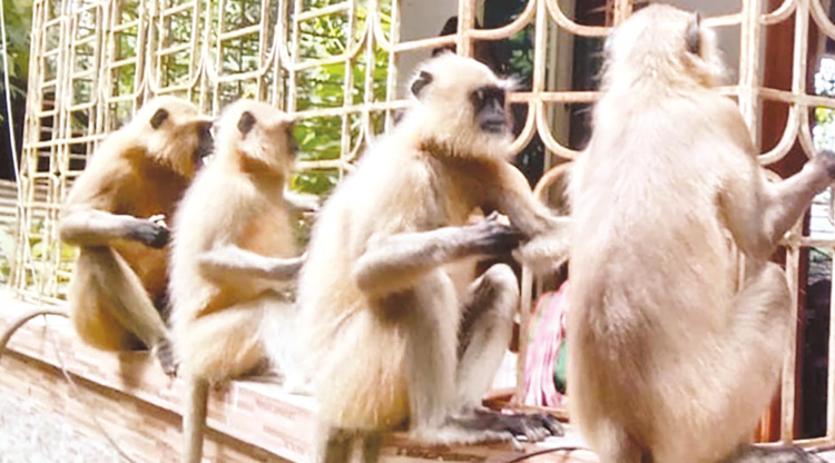 খাবারের সন্ধানে বাসাবাড়িতে হনুমান