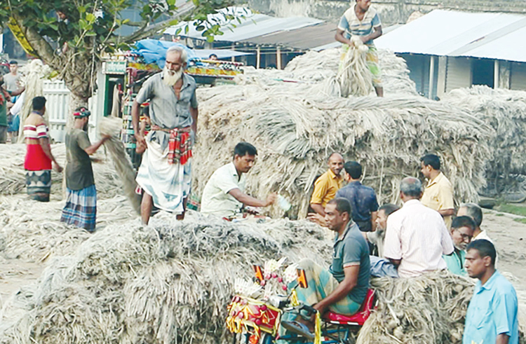 পাট চাষে আগ্রহ হারাচ্ছে কৃষক