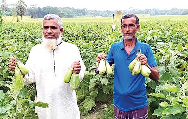 বেগুন চাষে লাভবান গোপালগঞ্জের সিরাজ