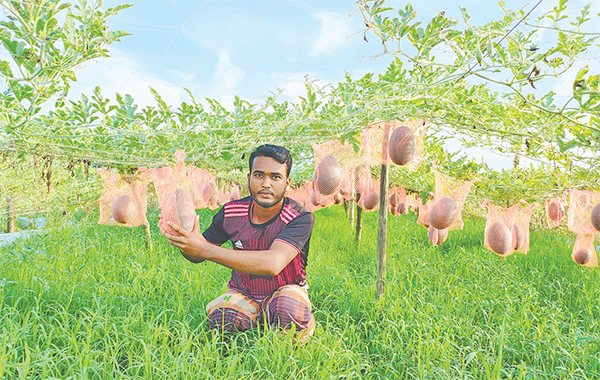 ব্লাক বেবি তরমুজ চাষে সফলতা