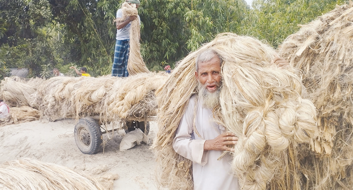 ‘এমন দাম থাকলে আর পাট চাষ করা হবে না’