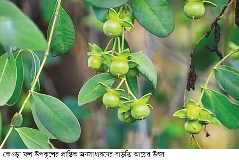 কেওড়া চাষে নতুন বিপ্লব সম্ভব