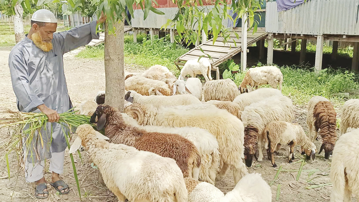 রাজবাড়ীতে গাড়ল পালনে খামারিদের ভাগ্য ফিরছে