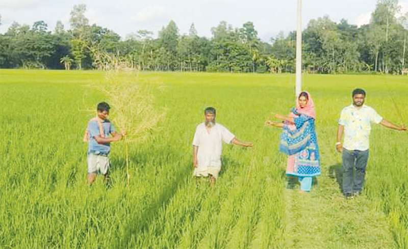 গাইবান্ধায় জনপ্রিয় হচ্ছে পোকা দমনে পার্চিং পদ্ধতি!