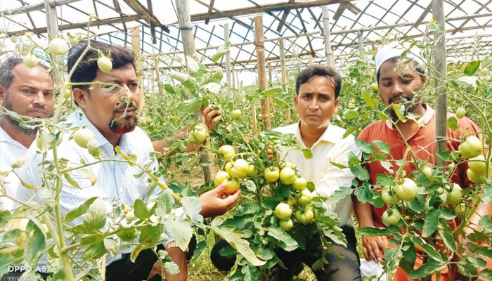 সুবর্ণচরে অসময়ে পলিশেড পদ্ধতিতে গ্রীষ্মকালীন টমেটো চাষে সফল কৃষক