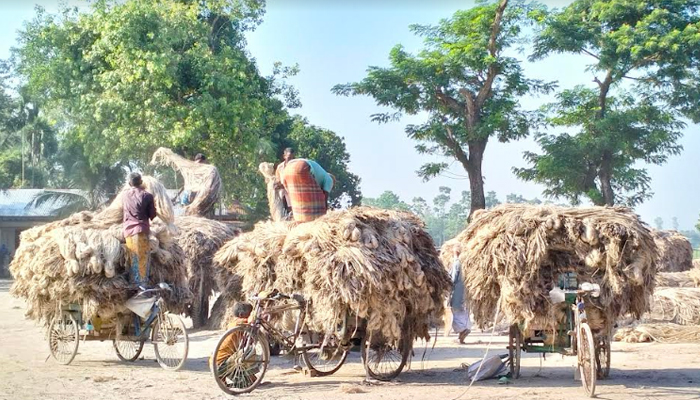 সোনালী পাটের হাসি হাটে শেষ