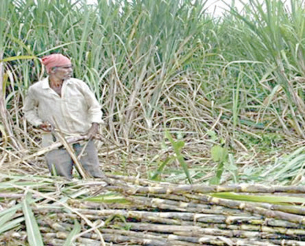 নীলফামারীতে ন্যায্যমূল্য থেকে বঞ্চিত আখ চাষিরা