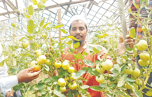 গ্রীষ্মকালীন টমেটো চাষে সফল নুর উদ্দিন