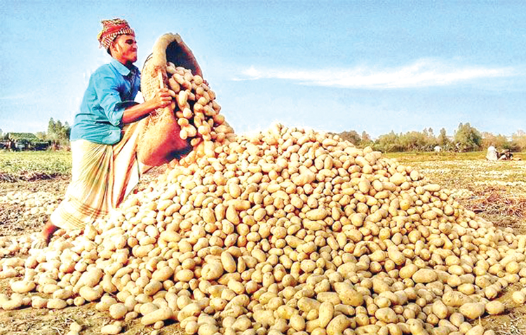 আলুর দাম ৩৬ টাকায় নেমে আসবে : ভোক্তা ডিজি