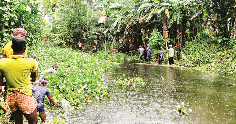 ডেঙ্গু বিস্তার রোধে কচুরিপানা অপসারণের কাজ শুরু