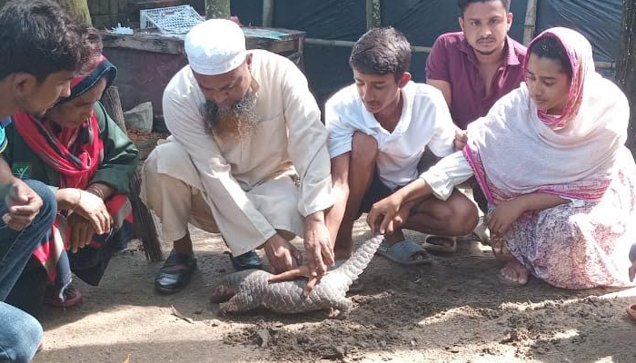 কক্সবাজারে মহাবিপন্ন বনরুই উদ্ধার