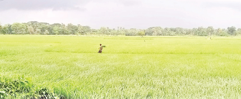 অভয়নগরে সাড়ে ৭ হাজার হেক্টর জমিতে আমন চাষ