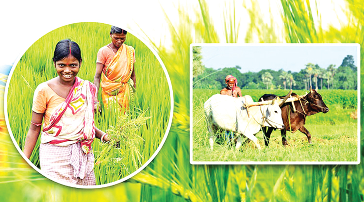 নওগাঁয় কৃষিতে ব্যাপক সাফল্য